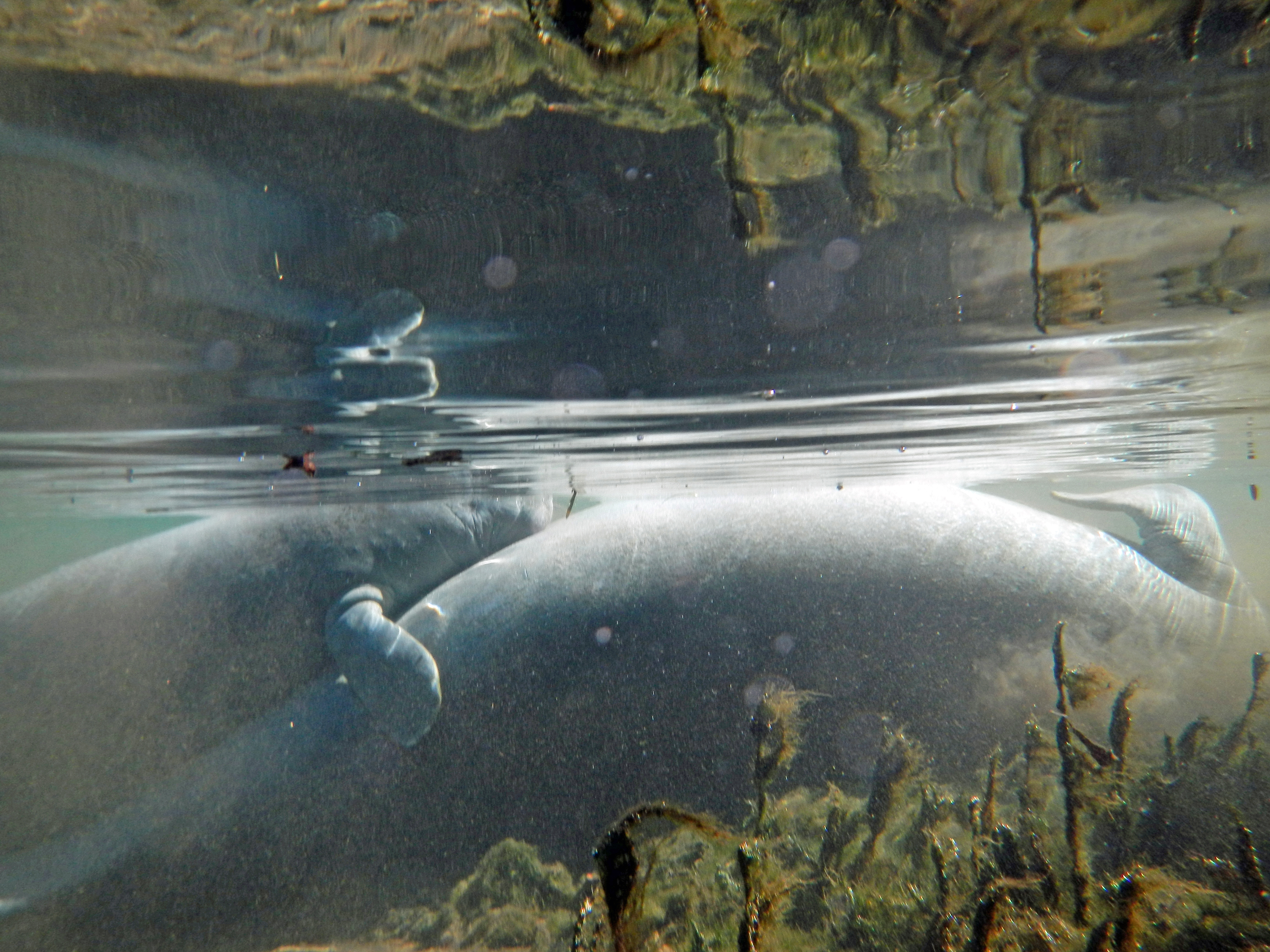 Mother manatee and calf underwater in a Florida river